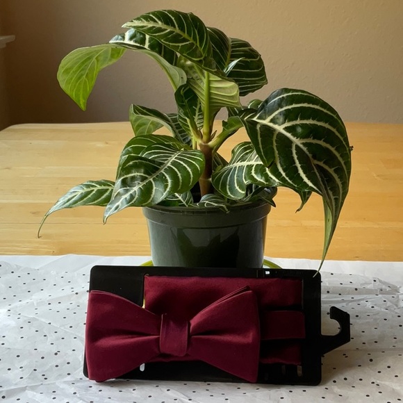 👔🥸👔 KHOL’S MEN’S  BOW TIE 🥸👔🥸 NWT 🥸👔🥸 - Picture 14 of 16